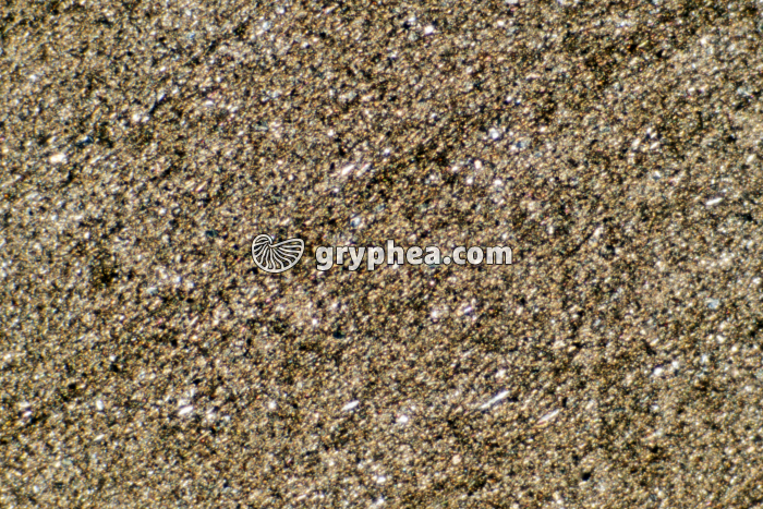 Schiste sédimentaire LPNA x10 - gryphea.org